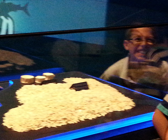 sharks4