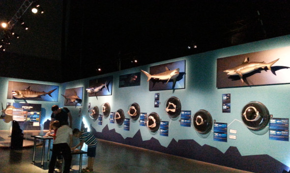 sharks5