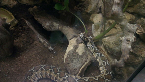 jerusalemzoo4